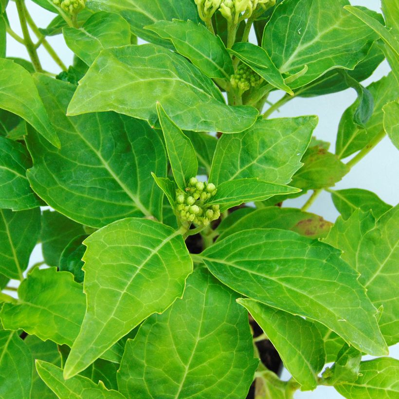Hydrangea macrophylla Tovelit - Bauernhortensie (Laub)