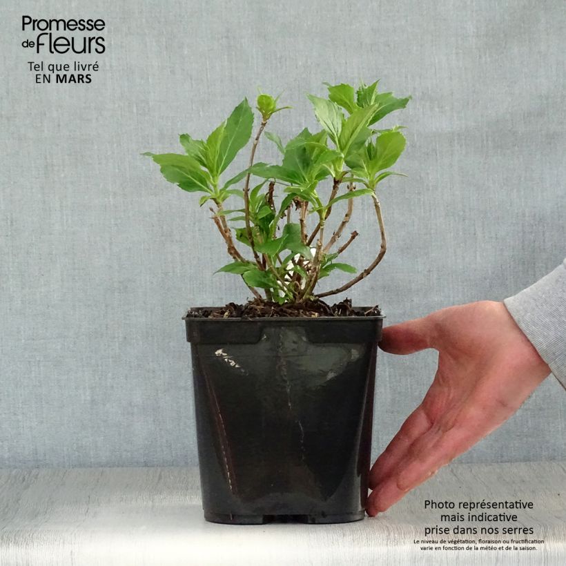 Exemplar von Hydrangea macrophylla Tovelit - Bauernhortensie Topf mit 2L/3L wie im Frühjahr geliefert