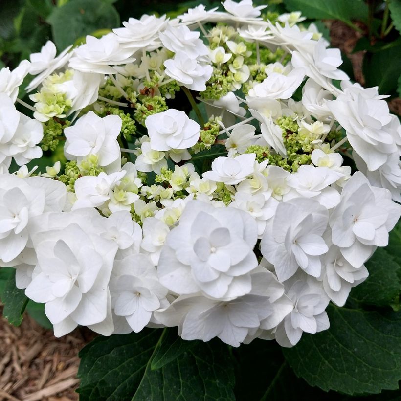 Hydrangea macrophylla Wedding Gown - Bauernhortensie (Blüte)