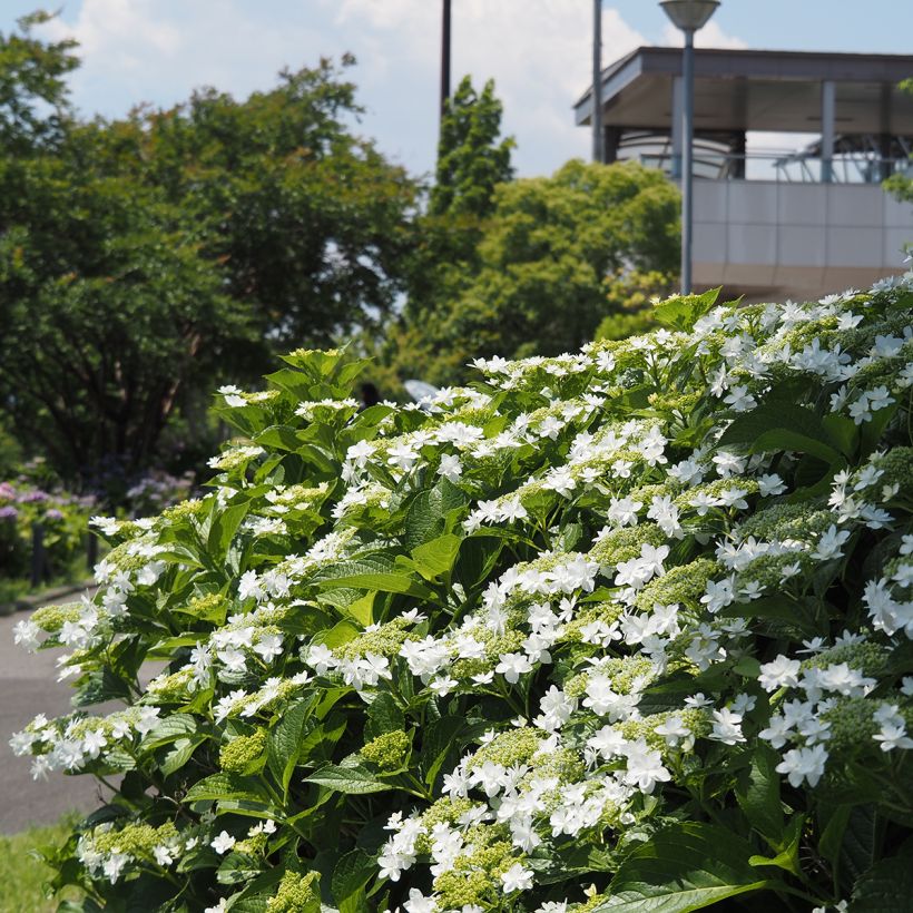 Hydrangea macrophylla Wedding Gown - Bauernhortensie (Wuchs)