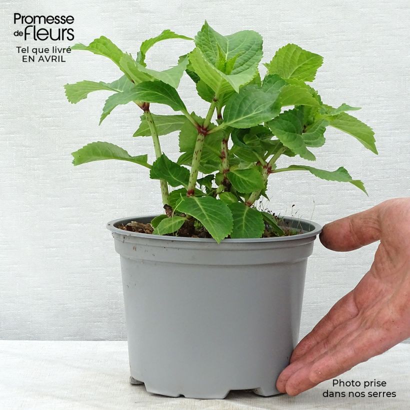 Exemplar von Hydrangea macrophylla Wedding Gown - Bauernhortensie Topf mit 1,5L/2L wie im Frühjahr geliefert