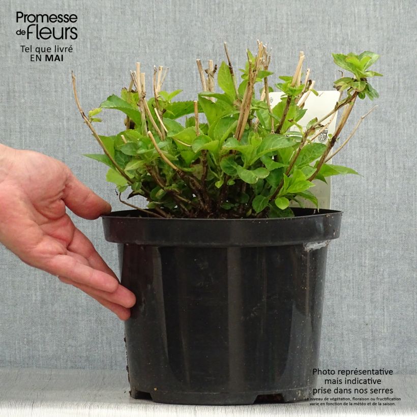 Example of Hortensie - Hydrangea macrophylla Wudu as you get in printemps