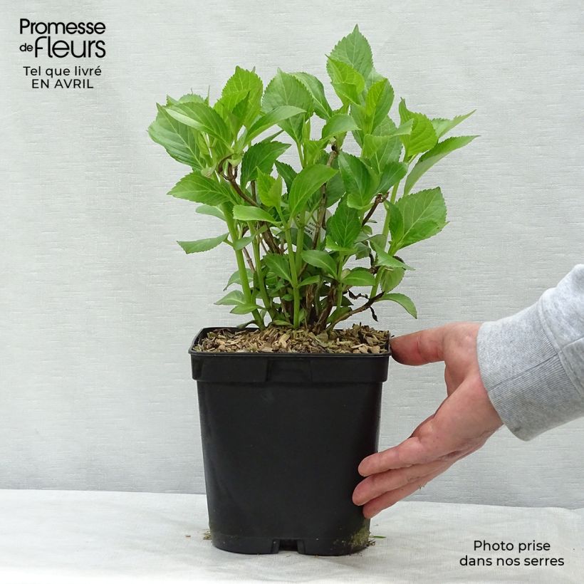 Exemplar von Hydrangea macrophylla Yamato - Bauernhortensie Topf mit 2L/3L wie im Frühjahr geliefert