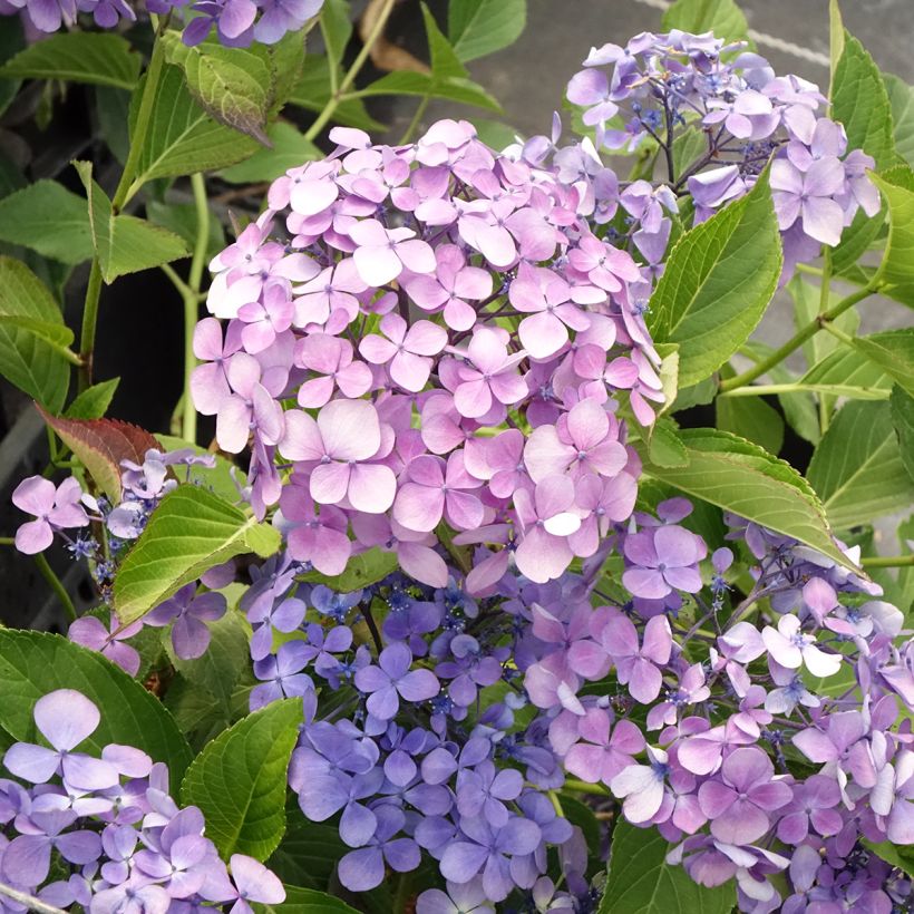 Hydrangea macrophylla Yamato - Bauernhortensie (Blüte)