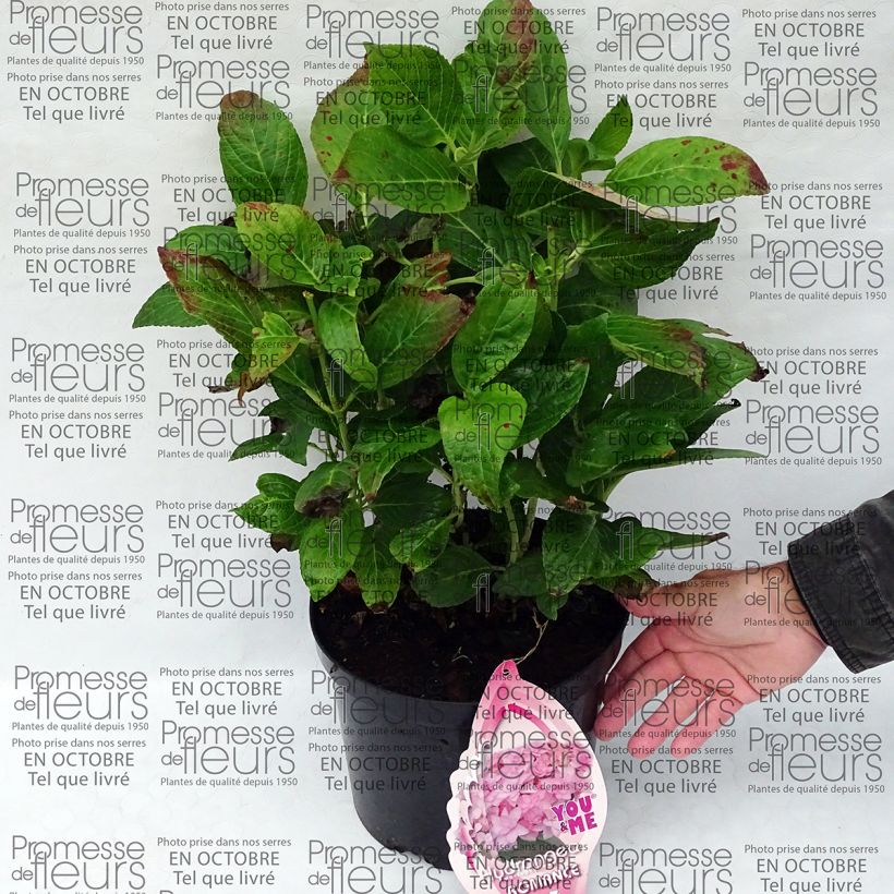 Beispiel eines Exemplars von Hydrangea macrophylla You and Me Romance - Bauernhortensie Topf mit 4L/5L wie geliefert