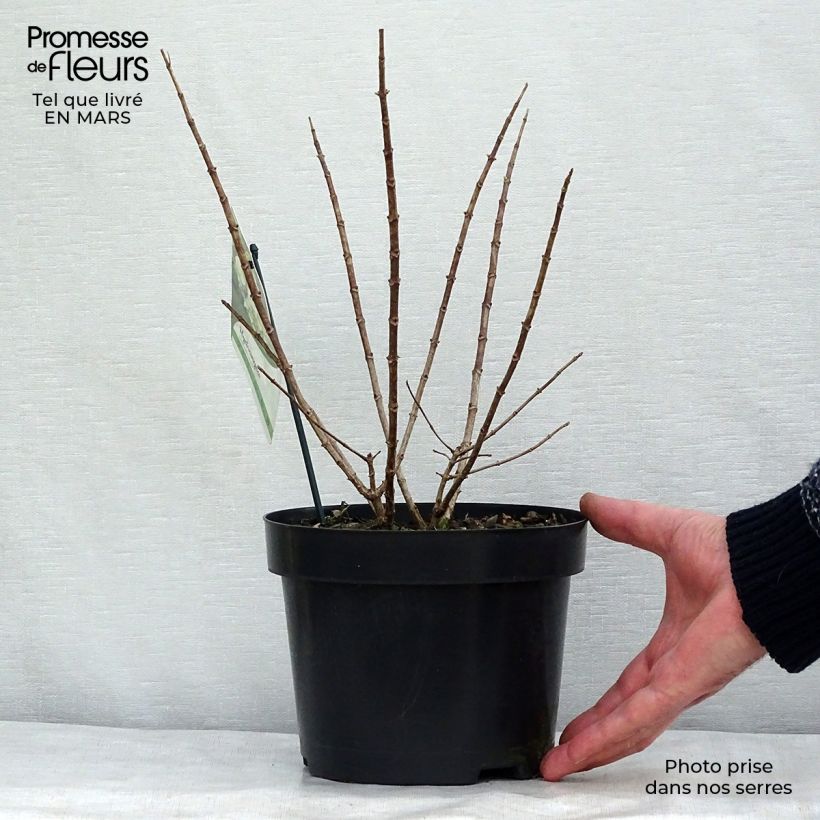 Exemplar von Rispenhortensie Bobo - Hydrangea paniculata Topf mit 3L/4L wie im Frühjahr geliefert