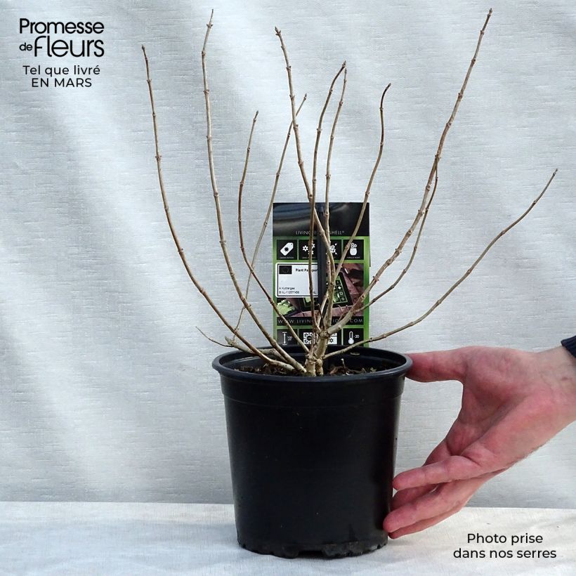 Example of Rispenhortensie Bombshell - Hydrangea paniculata Topf mit 2L/3L as you get in printemps