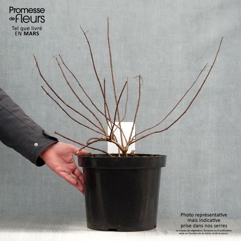 Example of Rispenhortensie Diamant Rouge - Hydrangea paniculata Topf mit 7,5L/10L, Strauch as you get in printemps