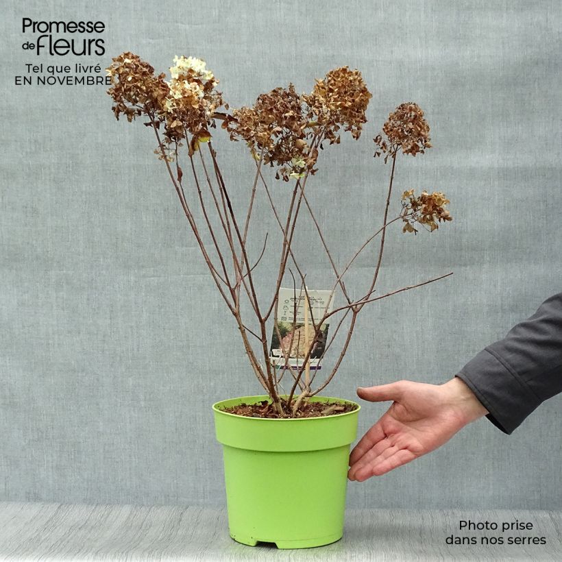 Exemplar von Rispenhortensie Hercules - Hydrangea paniculata Topf mit 3L/4L wie im Herbst geliefert
