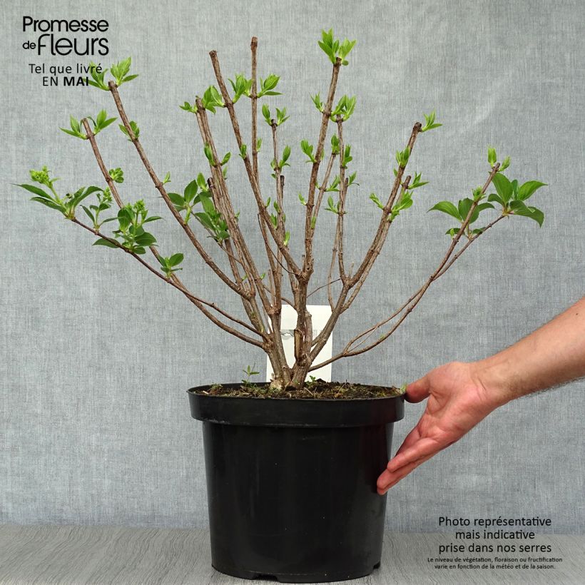 Example of Rispenhortensie Kyushu - Hydrangea paniculata Topf mit 7,5L/10L as you get in printemps