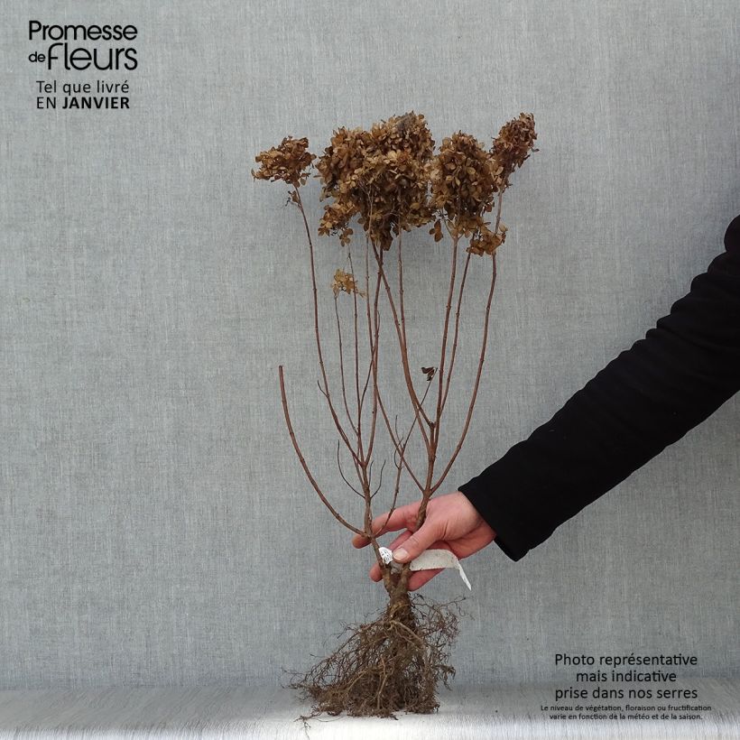 Exemplar von Rispenhortensie Kyushu - Hydrangea paniculata Wurzelnackt wie im Winter geliefert