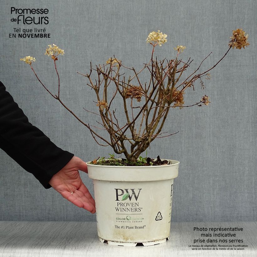 Exemplar von Rispenhortensie Little Lime - Hydrangea paniculata Topf mit 7,5L/10L wie im Herbst geliefert