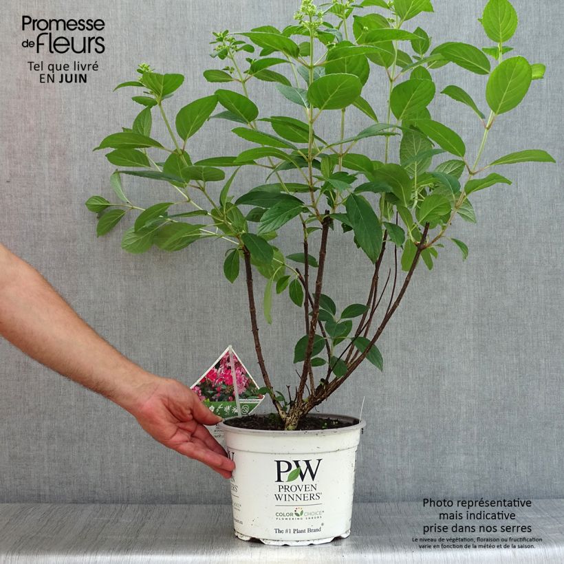 Exemplar von Rispenhortensie Little Quick Fire - Hydrangea paniculata Topf mit 3L/4L wie im Sommer geliefert