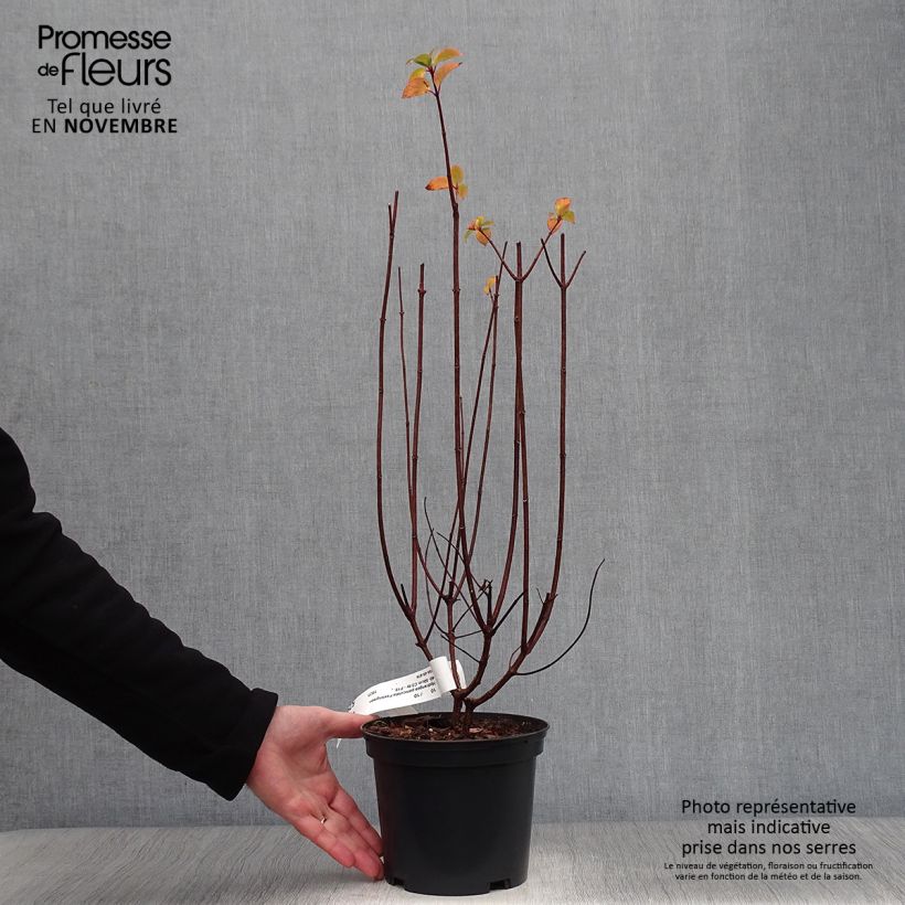 Exemplar von Rispenhortensie Pastelgreen - Hydrangea paniculata Topf mit 3L/4L wie im Herbst geliefert