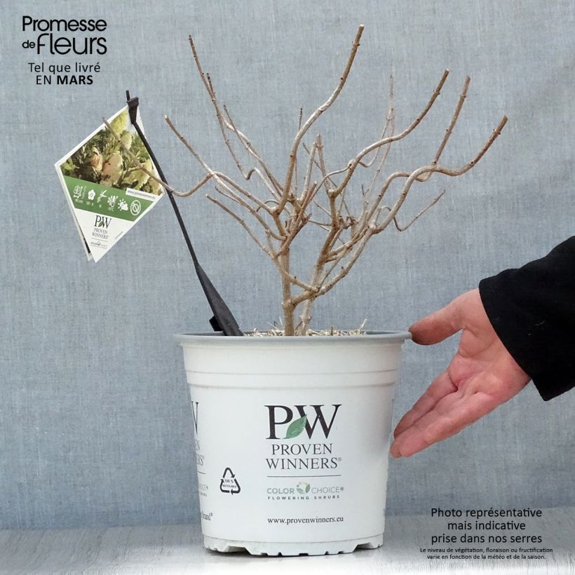 Exemplar von Rispenhortensie Pinkachu - Hydrangea paniculata Topf mit 3L/4L wie im Frühjahr geliefert