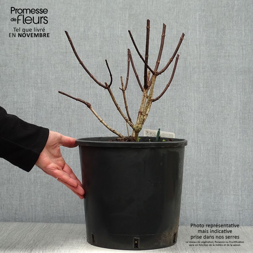 Exemplar von Rispenhortensie Pinky Winky - Hydrangea paniculata Topf mit 7,5L/10L wie im Herbst geliefert