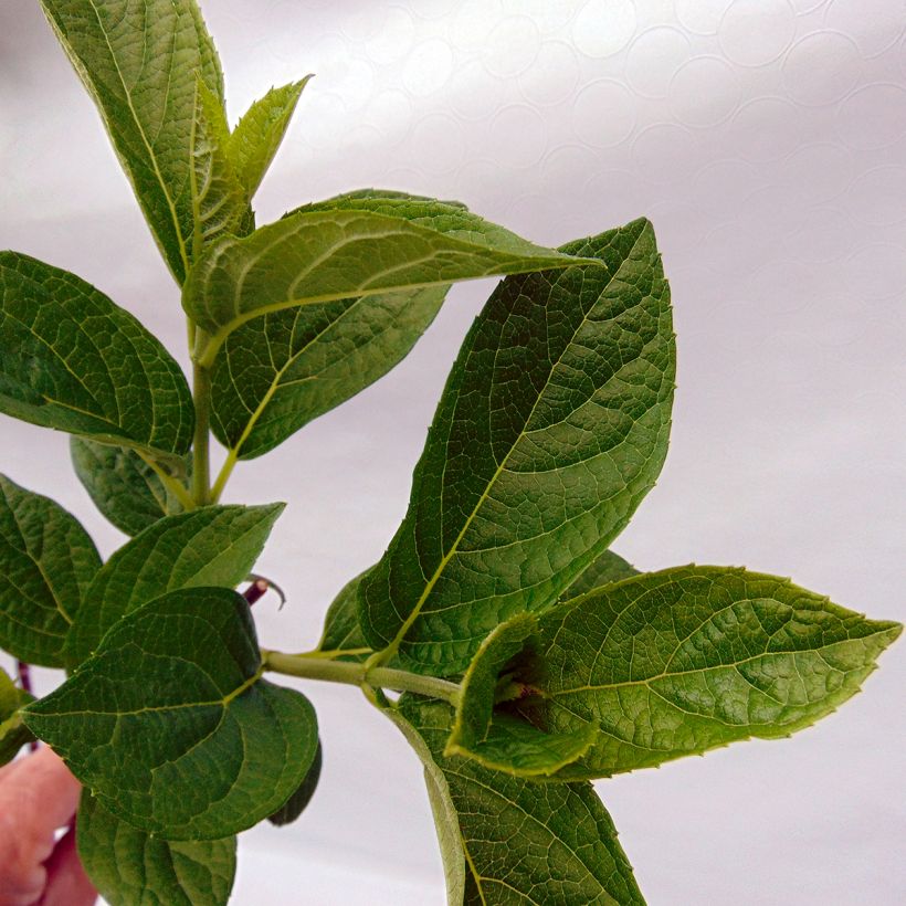 Rispenhortensie Pinky Winky - Hydrangea paniculata (Foliage)