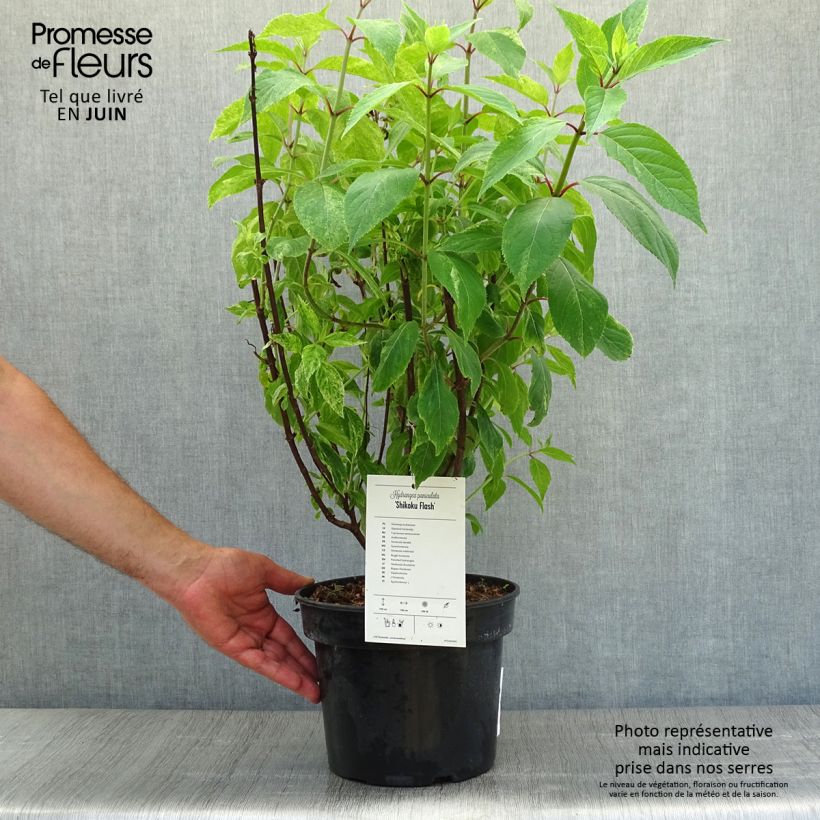 Exemplar von Rispenhortensie Shikoku Flash - Hydrangea paniculata Topf mit 3L/4L wie im Sommer geliefert