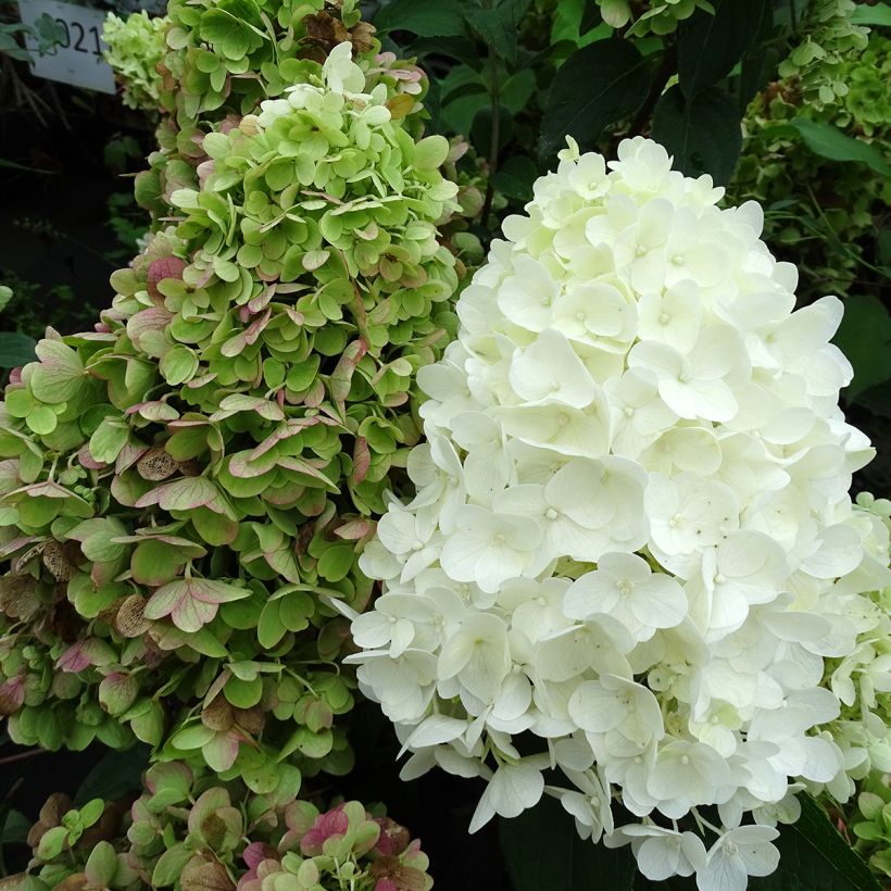 Rispenhortensie Silver Dollar - Hydrangea paniculata (Flowering)