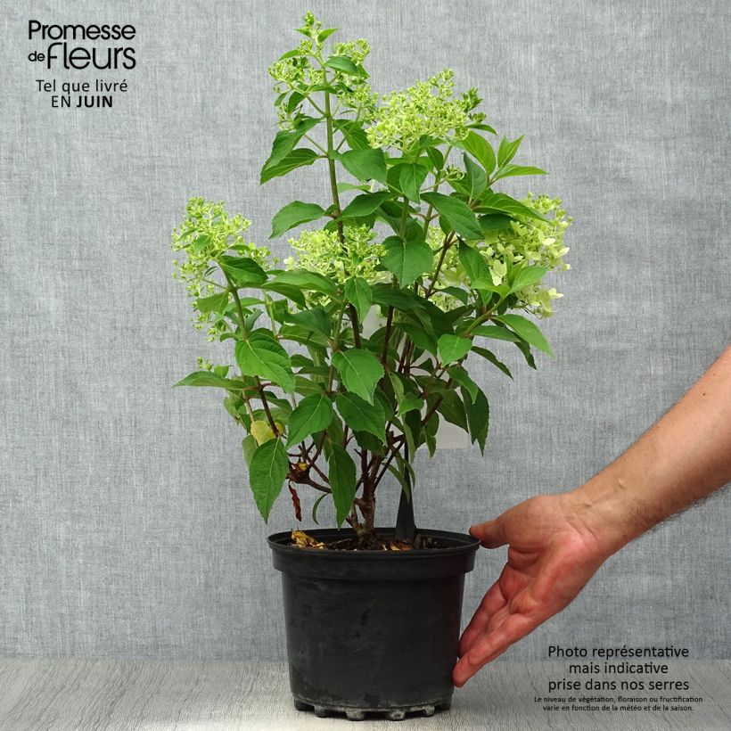 Exemplar von Rispenhortensie Silver Dollar - Hydrangea paniculata Topf mit 3L/4L wie im Sommer geliefert