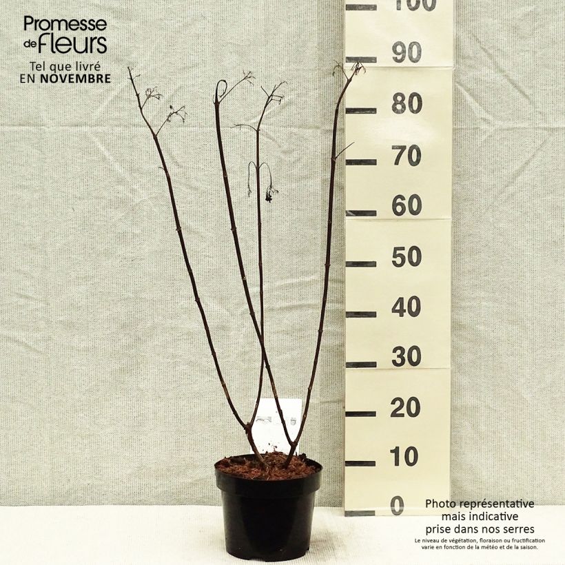 Exemplar von Rispenhortensie Vanille Fraise - Hydrangea paniculata Topf mit 2L/3L wie im Herbst geliefert