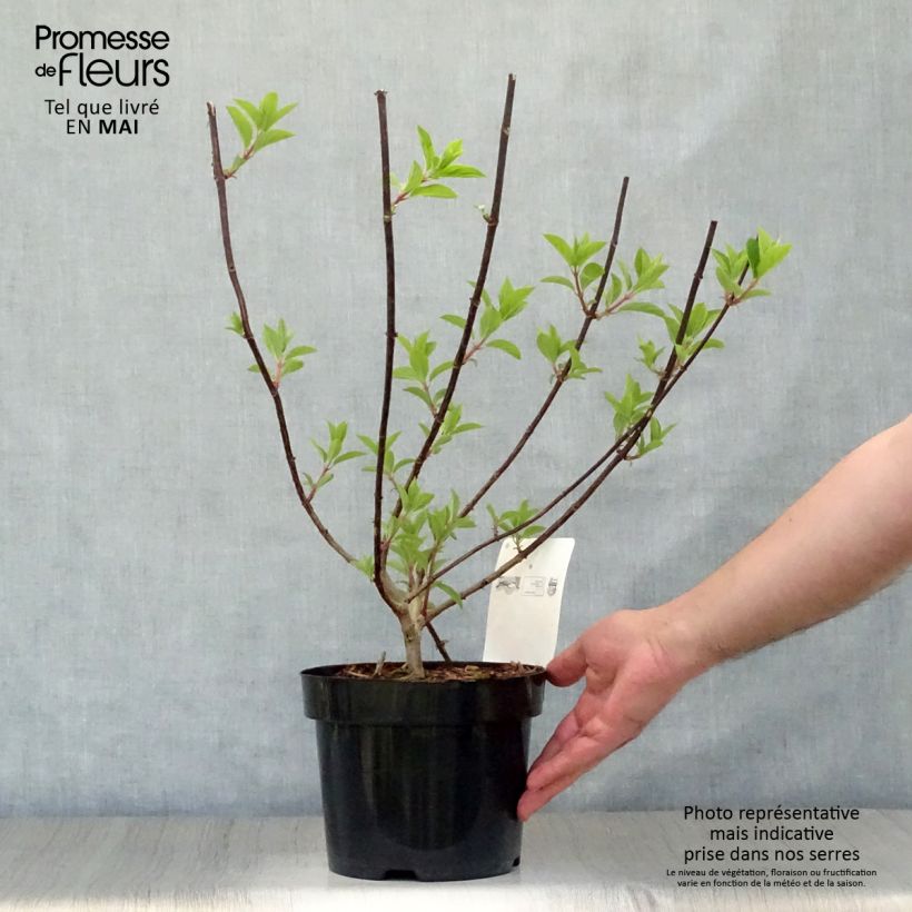 Example of Rispenhortensie Vanille Fraise - Hydrangea paniculata Topf mit 2L/3L as you get in printemps