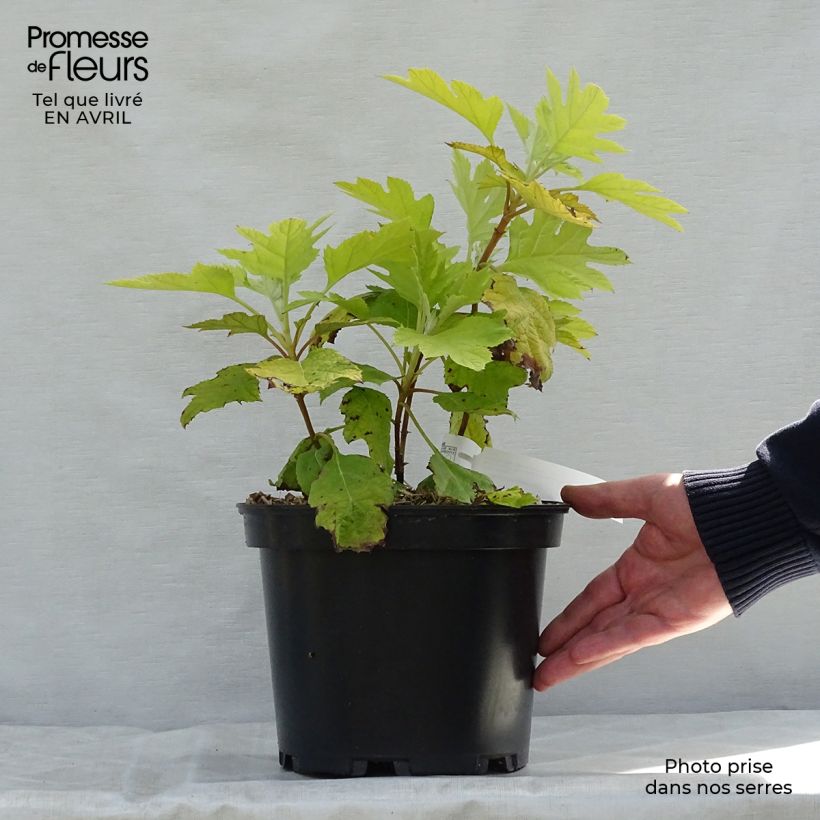 Example of Eichenblatt-Hortensie Little Honey - Hydrangea quercifolia Topf mit 4L/5L as you get in printemps