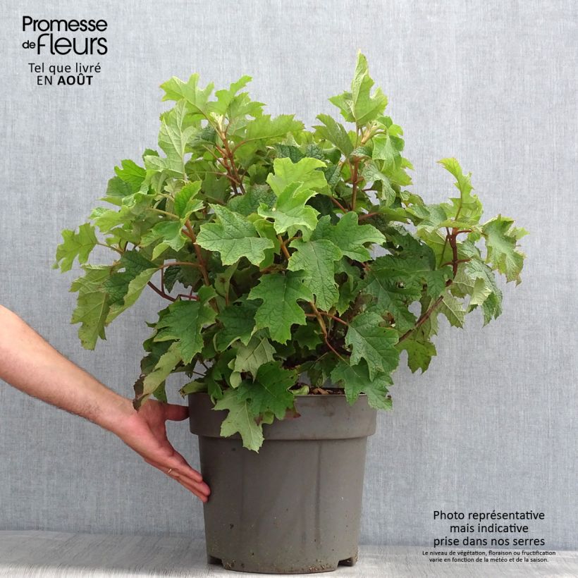 Exemplar von Eichenblatt-Hortensie Ruby Slippers - Hydrangea quercifolia Topf mit 7,5L/10L wie im Sommer geliefert