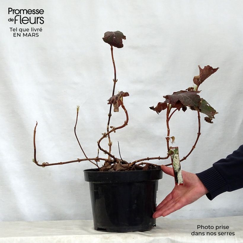 Exemplar von Eichenblatt-Hortensie Snow Queen - Hydrangea quercifolia Topf mit 4L/5L wie im Frühjahr geliefert