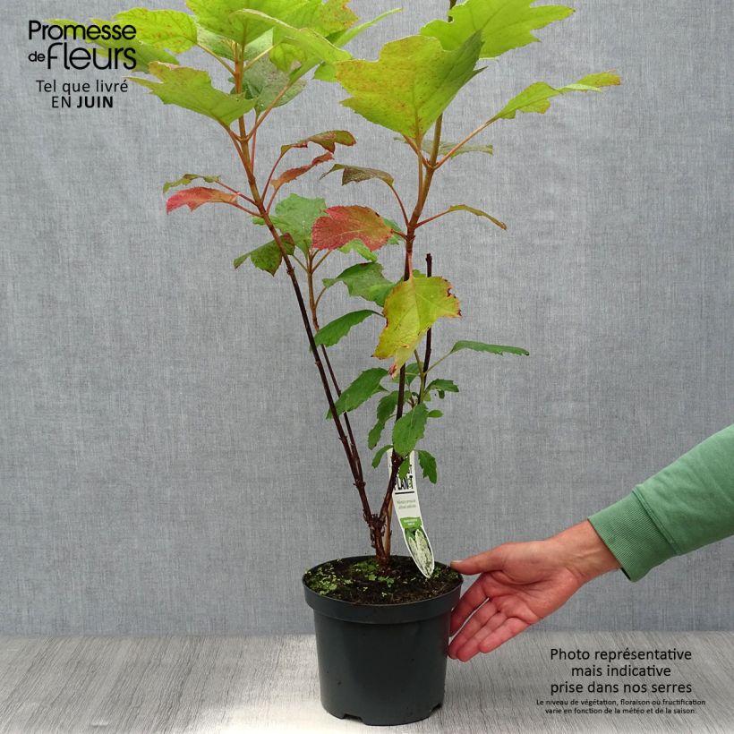 Exemplar von Eichenblatt-Hortensie Snowflake - Hydrangea quercifolia Topf mit 3L/4L wie im Sommer geliefert