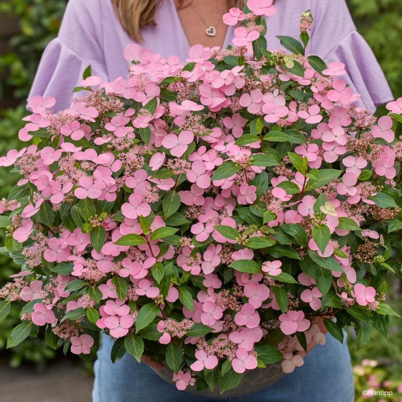 Hydrangea scandens First Love - Hortensie (Flowering)