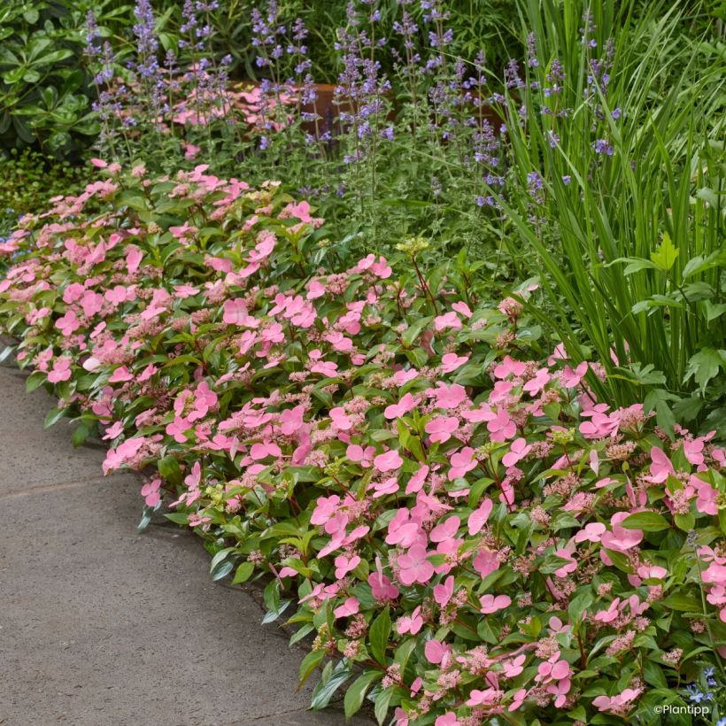 Hydrangea scandens First Love - Hortensie (Plant habit)