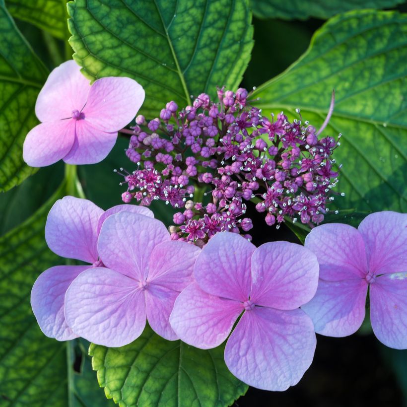 Hydrangea serrata Avelroz - Tellerhortensie (Blüte)