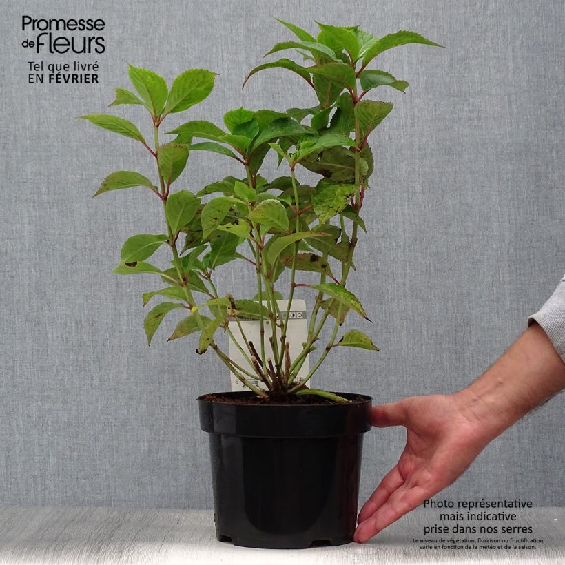 Exemplar von Hydrangea serrata Avelroz - Tellerhortensie Topf mit 2L/3L, Strauch wie im Herbst geliefert