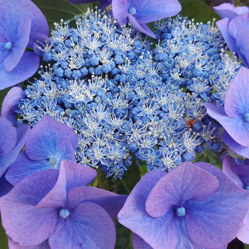 Hydrangea serrata Blue Bird - Tellerhortensie (Flowering)