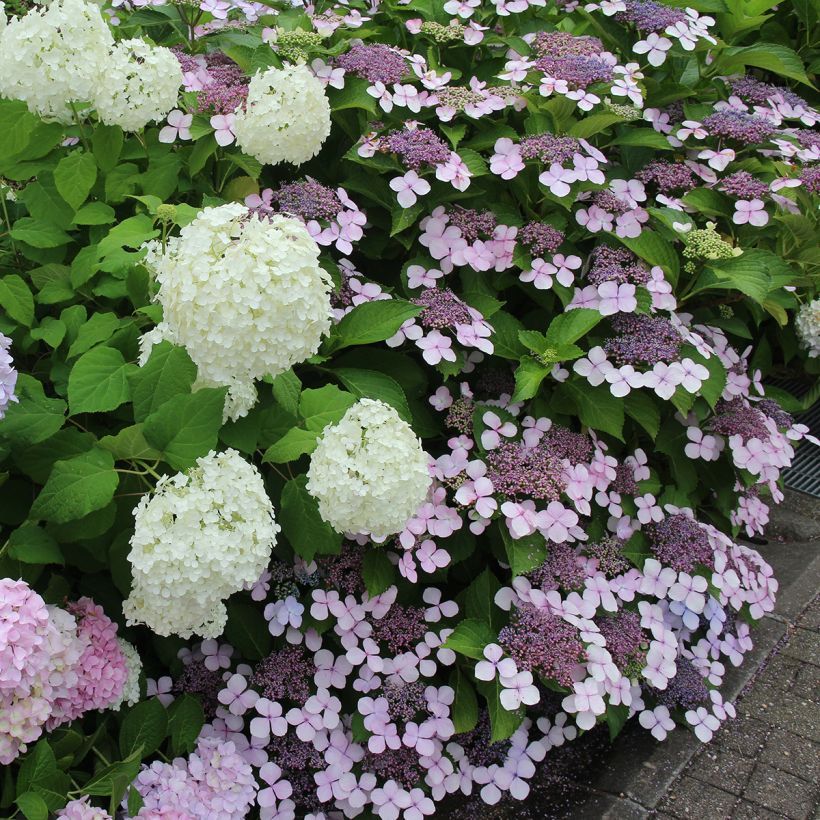 Hydrangea serrata Blue Bird - Tellerhortensie (Plant habit)