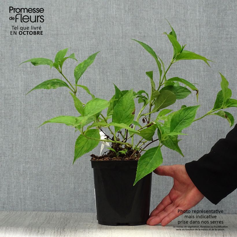 Exemplar von Hydrangea serrata Blue Deckle - Tellerhortensie Topf mit 2L/3L wie im Herbst geliefert