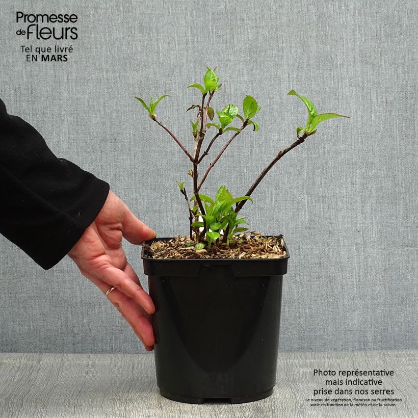 Example of Hydrangea serrata Cap Sizun - Tellerhortensie Topf mit 2L/3L as you get in printemps