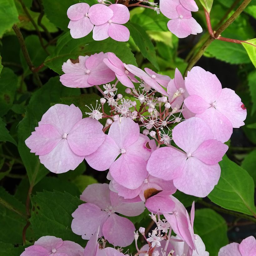 Hydrangea serrata Graciosa - Tellerhortensie (Flowering)
