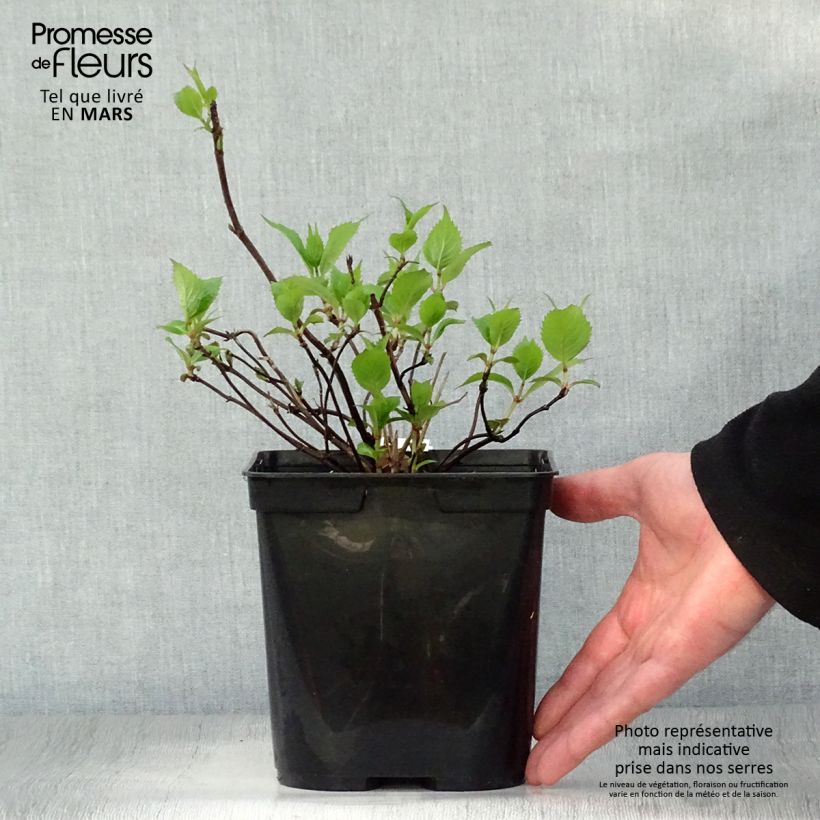 Example of Hydrangea serrata Graciosa - Tellerhortensie Topf mit 2L/3L as you get in printemps