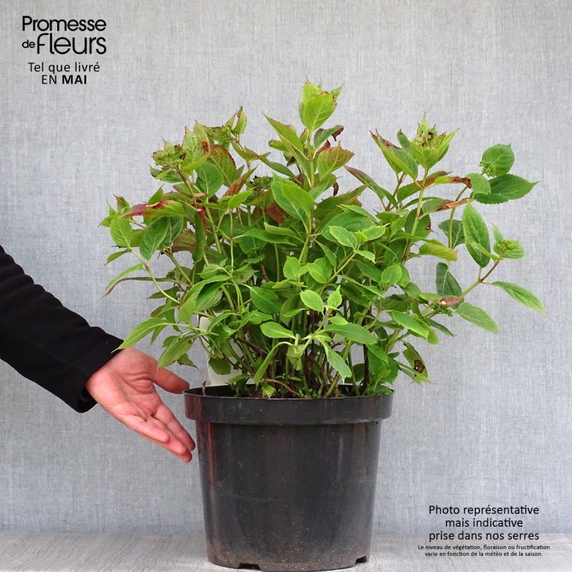 Example of Hydrangea serrata Magic Pillow - Tellerhortensie Topf mit 7,5L/10L as you get in printemps