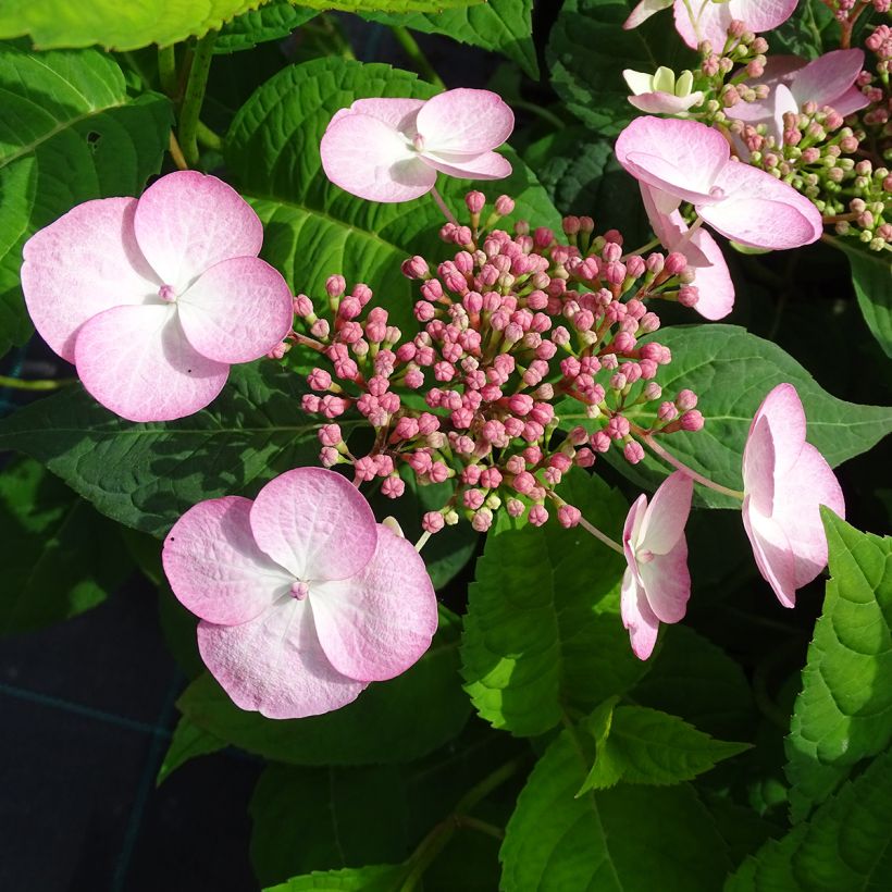 Hydrangea serrata Shojo - Tellerhortensie (Flowering)