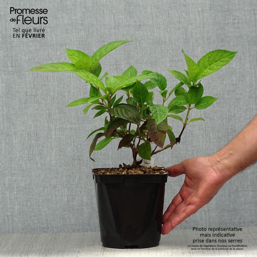 Exemplar von Hydrangea serrata Shojo - Tellerhortensie Topf mit 2L/3L wie im Herbst geliefert
