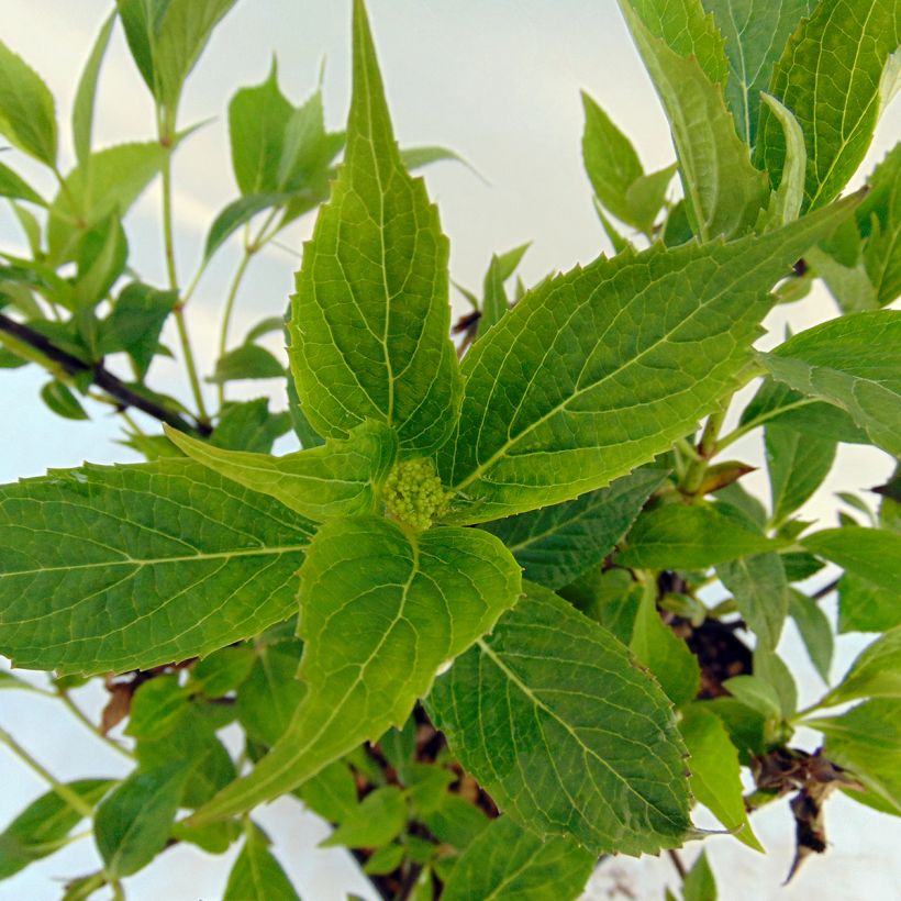 Hydrangea serrata Tiara - Tellerhortensie (Foliage)