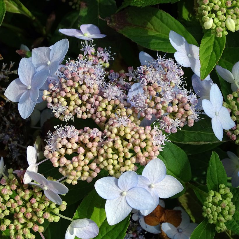 Hydrangea serrata Tiara - Tellerhortensie (Flowering)