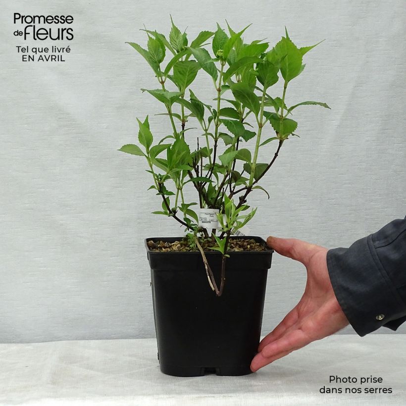 Example of Hydrangea serrata Tiara - Tellerhortensie Topf mit 2L/3L as you get in printemps