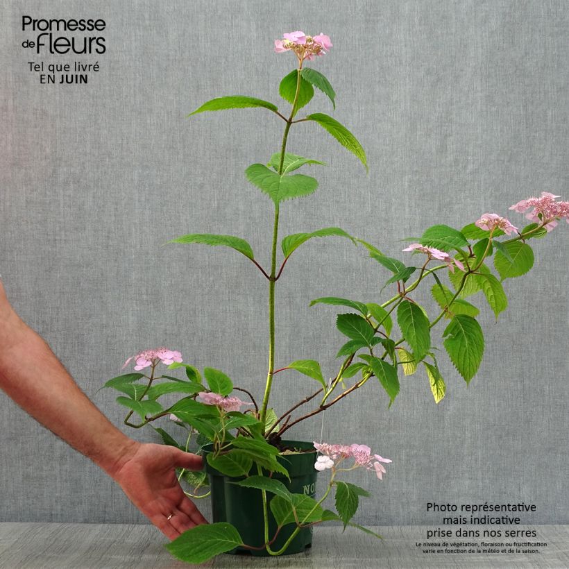 Exemplar von Hydrangea serrata Veerle - Tellerhortensie Topf mit 3L/4L wie im Sommer geliefert
