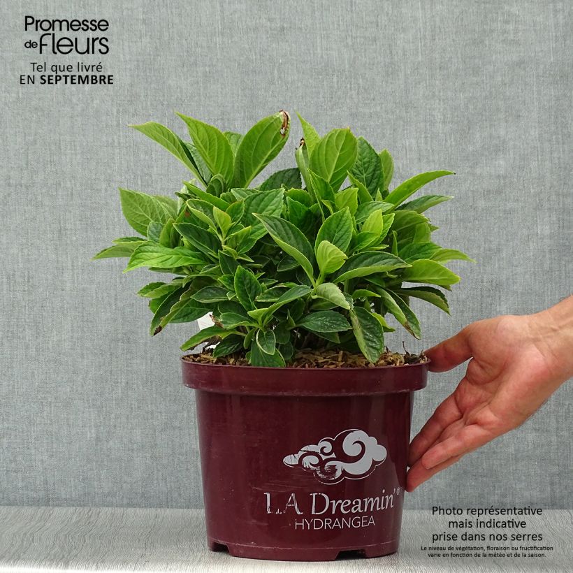 Exemplar von Hydrangea macrophylla L.A Dreamin - Bauernhortensie Topf mit 4L/5L, Strauch wie im Herbst geliefert