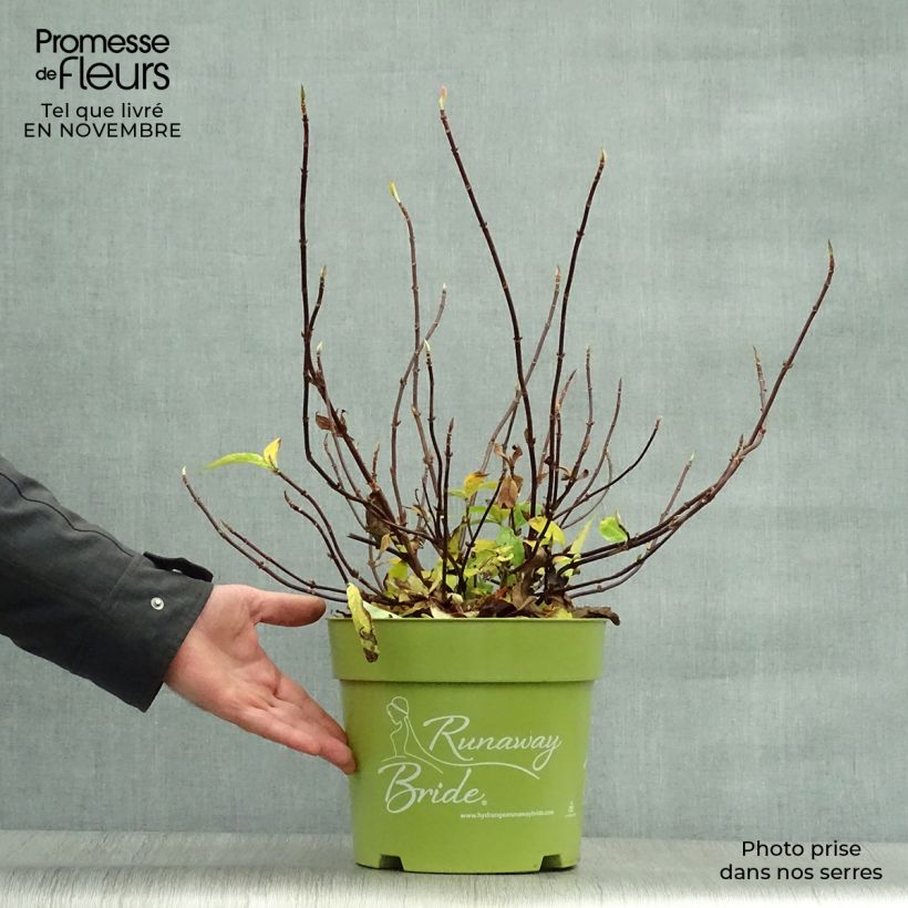 Exemplar von Hydrangea Runaway Bride - Girlanden-Hortensie Topf mit 6L/7L wie im Herbst geliefert