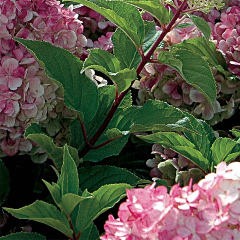 Rispenhortensie Vanille Fraise - Hydrangea paniculata (Foliage)